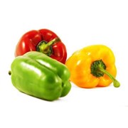 Biber Californiya Kg.